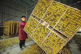 小康村的幸福事丨秋蚕吐“金丝”悠然话桑麻图片