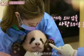 韩国动物园、艺人方回应“违规接触熊猫幼崽”：防疫严格 节目停播图片