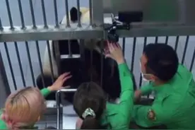 韩国动物园、艺人方回应“违规接触熊猫幼崽”：节目停播图片