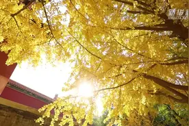 故宫的深秋：满地金黄 美景如画视频封面