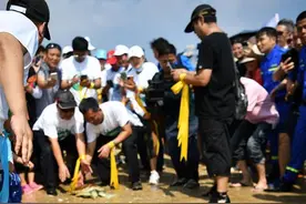 海南：放归海龟图片