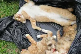 8只野猫惨死深圳儿童乐园内 志愿者看到母猫护崽放声大哭图片