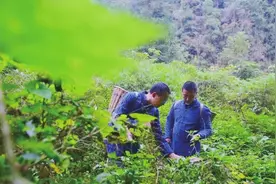花垣镇：一座花园和一座城图片