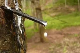 建一座大象食堂，让流浪的亚洲象找到回家的路图片