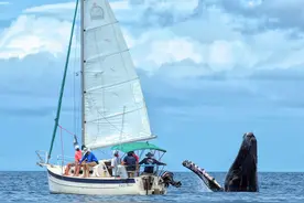 毛伊岛附近鲸鱼跃出水面 向人类友好打招呼图片