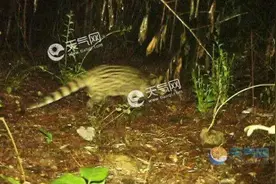 重大发现！消失30多年，这个“神兽”在浙江出现图片