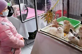 莫斯科猫展图片