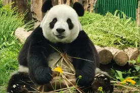 韩国艺人徒手摸大熊猫惹众怒！千万记住，大熊猫不能随便摸图片