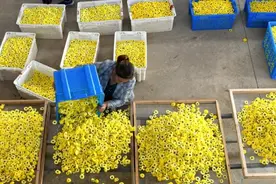 菊花铺就致富路图片