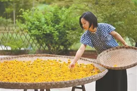 跨界找到职业路 建“百草园”传递芳香图片