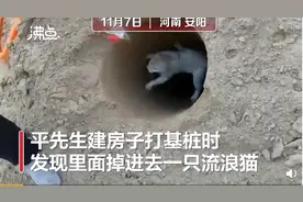 众人停工3小时救出被困基桩小猫，网友：善良的人一定会有好报图片