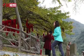 世界最古老银杏树 遭雷劈后能自愈视频封面