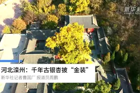 河北滦州：千年古银杏披“金装”视频封面