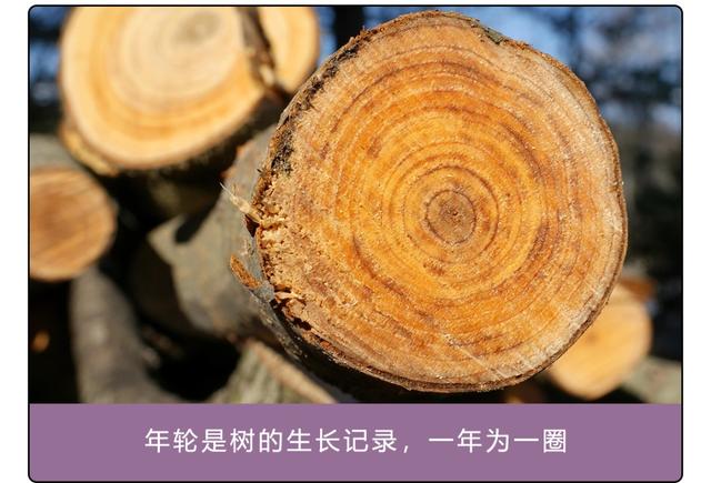 树叶稀疏的一面是哪面