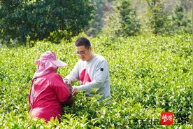 “天目云露”白茶荣膺2020世界绿茶评比会金奖图片