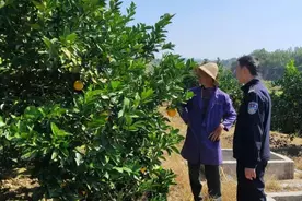 果园里偷走300斤脐橙，却被果园老板撞见，两男子仓皇逃窜连手机都忘拿了图片