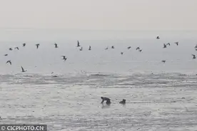 山东青岛：淤泥滩涂赶海人图片