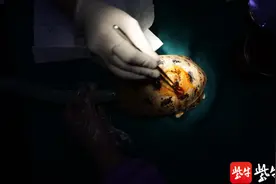 「视频」国家一级保护动物缅甸陆龟的“房子”破了  兽医妙手帮它“安居乐业”图片