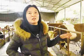 黔江区金溪镇养牛大户陈淑香：“我要带着大家一起脱贫致富”图片