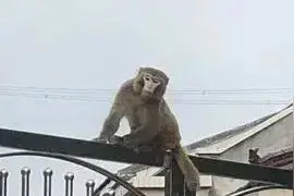 入户捣乱、拦路抢食，“泼猴”把村子当成“花果山”，被抓后发现它来头不小图片