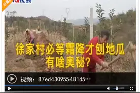 招远徐家村120亩地瓜不到霜降不刨，目前30万斤地瓜入库迎客来图片