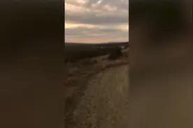 美国一名晨跑男子被美洲狮拦住去路 双方对峙5分钟图片