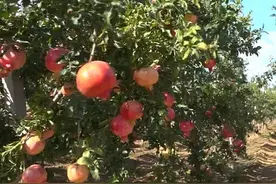 烟台莱州：食用石榴好处多 有些禁忌需注意图片