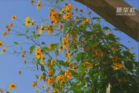 我在南疆｜核桃电商助村民视频封面