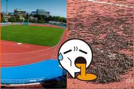台湾台东县立体育场爬出上万条蚯蚓 民众忧天灾先兆图片