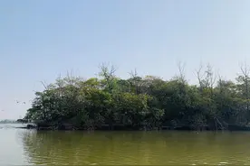 “我眼中的十四五”｜河南这个县城中央，也有“鸟的天堂”图片