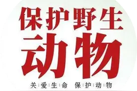 对野生动物违法行为坚决说“NO”------周口市人民检察院提起的首例野生动物保护领域民事公益诉讼案件开庭审理图片