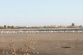 三千东方白鹳现身迁徙中转站急坏鱼塘主 志愿者：正筹钱投喂图片