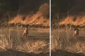 美国一名晨跑男子被美洲狮拦住去路 双方对峙5分钟图片