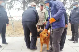 哈尔滨：养犬不登记遛犬不拴绳，当心挨罚图片