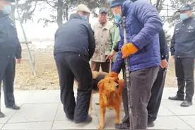 哈尔滨：养犬不登记遛犬不拴绳，当心挨罚图片