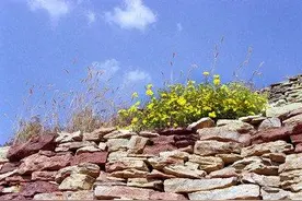 太行野菊不畏寒图片