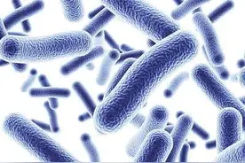 细菌能不能被压死？图片