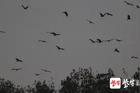 南京江边空中飞来成群老鹰，结伴大秀圆舞曲图片