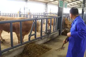 河南泌阳：夏南牛产业“牛”起来视频封面