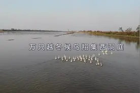 万只越冬候鸟翔集西洞庭视频封面