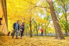 彩叶将尽，“秋实”延景？北京马路边，果树为何不“讨喜”图片