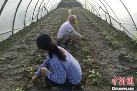 “赣中之城”江西吉安的脱贫攻坚答卷：产业兴旺 生态宜居图片