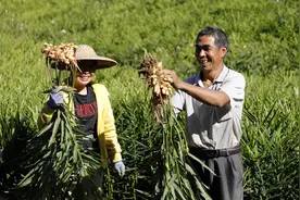 广西平桂区：800多户贫困群众种植大肉姜6596亩，每亩收入超1万元图片