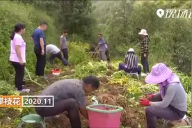 攀枝花：林下生态种植魔芋 个头有这么大视频封面