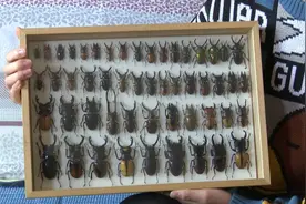 98秒丨锹（qiāo）形虫、蟌（cōng）...淄博90后小伙养虫多年 制作上千种昆虫标本图片