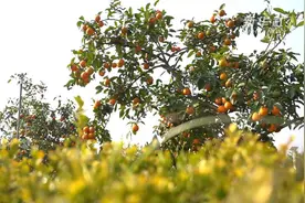 四川安岳：柠檬酸了，心里就甜了视频封面