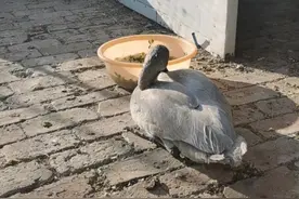 一只大天鹅幼鸟迁徙途中掉入山区 森林公安及时救治图片