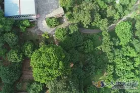 乐山这棵“官荔枝”1200多岁了图片