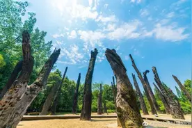 成都有片万年乌木林你知道吗？还有这些小森林也超美的图片