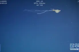 研究者称首次在澳海域发现罕见大鳍鱿鱼图片